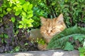 A beautiful ginger cat is hiding in the bushes from the sun. Royalty Free Stock Photo