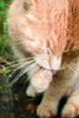 Beautiful ginger cat licks his paw on the green grass Royalty Free Stock Photo