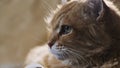 beautiful ginger cat lies on couch, raises its head and looks to left, to side. green-eyed cat looks into the distance Royalty Free Stock Photo