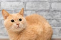 beautiful ginger cat looks up shot close-up