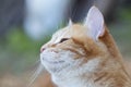 Beautiful ginger cat pprofile outdoors, lovely pet