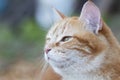 Beautiful ginger cat pprofile outdoors, lovely pet