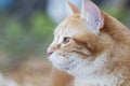 Beautiful ginger cat pprofile outdoors, lovely pet