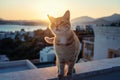 Beautiful ginger cat on the roof at sunset