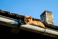 A beautiful ginger cat sits on the roof in a rain gutter in the summer, selective focus