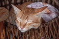 Beautiful ginger cat sleeping peacefully in a wicker basket . Closeup. Royalty Free Stock Photo