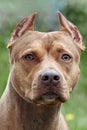 Beautiful ginger dog of american pitbull terrier breed, close-up portrait of red female with old-fashioned ear cut. Royalty Free Stock Photo