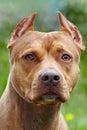 Beautiful ginger dog of american pitbull terrier breed, close-up portrait of red female with old-fashioned ear cut. Royalty Free Stock Photo