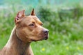 Beautiful ginger dog of american pitbull terrier breed, profile portrait of red female with old-fashioned ear cut.