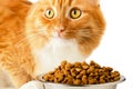 Beautiful ginger feline cat eating Royalty Free Stock Photo