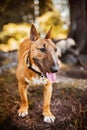 A beautiful ginger happy bull terrier walks in the park on a sunny day. Walking with a pet