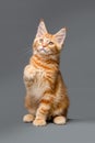 A beautiful ginger little cute kitten Maine Coon sits and waving his paw. Royalty Free Stock Photo