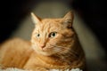 Beautiful ginger long hair cat lying on bed at home