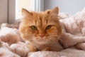 Beautiful ginger long-haired cat groomed with haircut under a soft pink blanket
