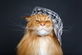 Beautiful maine coon cat in hat Royalty Free Stock Photo