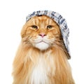 Beautiful maine coon cat in hat Royalty Free Stock Photo