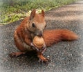 Beautiful ginger sguirrel holding a nut Royalty Free Stock Photo