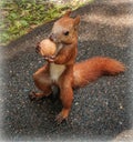Beautiful ginger sguirrel holding a nut Royalty Free Stock Photo