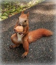 Beautiful ginger sguirrel holding a nut Royalty Free Stock Photo