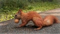 Beautiful ginger sguirrel holding a nut Royalty Free Stock Photo