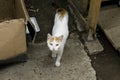 Beautiful ginger stray street cat