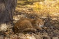 A beautiful ginger street cat lies and rests under a tree in the fall. Homeless animal