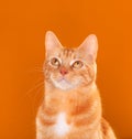 Beautiful ginger tabby cat staring upwards on orange background Royalty Free Stock Photo