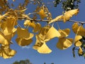 Beautiful ginkgo leaves, golden yellow intoxicating