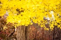 Beautiful ginko leaf tree Royalty Free Stock Photo