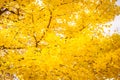 Beautiful ginko leaf tree Royalty Free Stock Photo