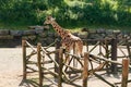 Beautiful giraff walking in the park at summer