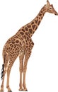 Beautiful Giraffe