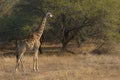 Beautiful giraffe in an African Park