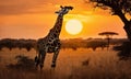 Beautiful giraffe in the african savannah at sunset