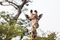 Beautiful giraffe headshot closeup