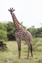 Standing tall: giraffe looking at the camera Royalty Free Stock Photo