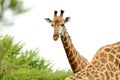 Beautiful giraffe behind another giraffe in the African jungles