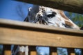 Beautiful giraffe behind a wooden fence