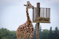 A beautiful giraffe eating food