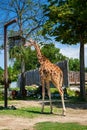 Beautiful giraffe eating grass Royalty Free Stock Photo