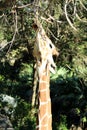 Beautiful Giraffe Gleaming in the Sunshine