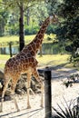 Beautiful Giraffe Walking in the Sunshine