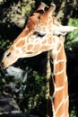 Beautiful Giraffe Looks To Her Right Royalty Free Stock Photo