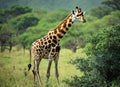 Beautiful giraffe near a green tree in the savannah. Wild nature life