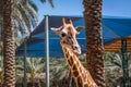 Beautiful giraffe between palm trees the jungle Royalty Free Stock Photo