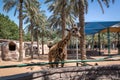 Beautiful giraffe between palm trees the jungle zoo Royalty Free Stock Photo