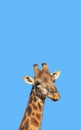 Beautiful giraffe. Portrait of a beautiful giraffe - South Africa. Royalty Free Stock Photo