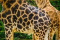 beautiful giraffe skin pattern. close up Royalty Free Stock Photo