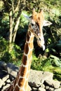 Beautiful Giraffe Stick Her Tongue Out Royalty Free Stock Photo