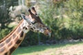 giraffe walking with its gray tongue sticking out